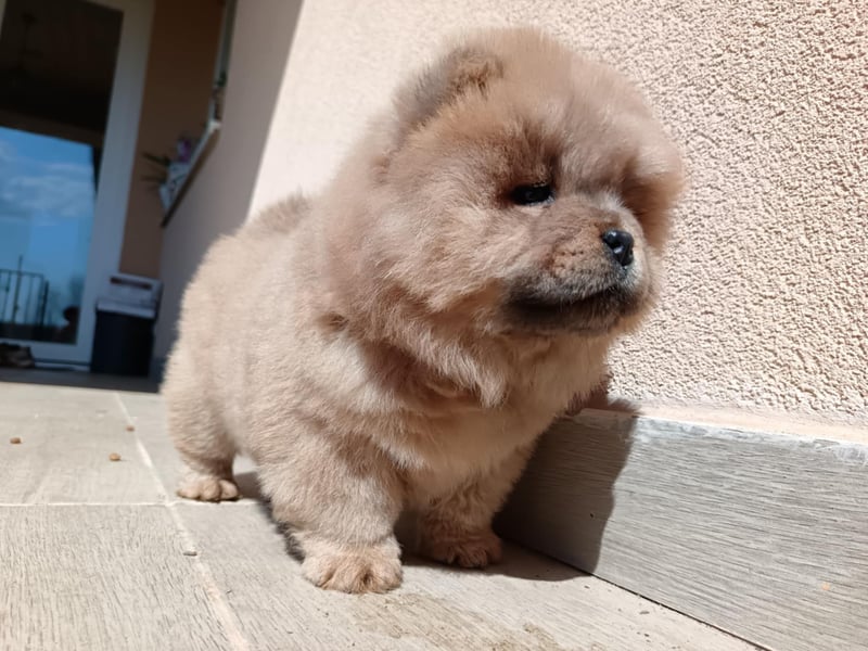 Chow chow puppy