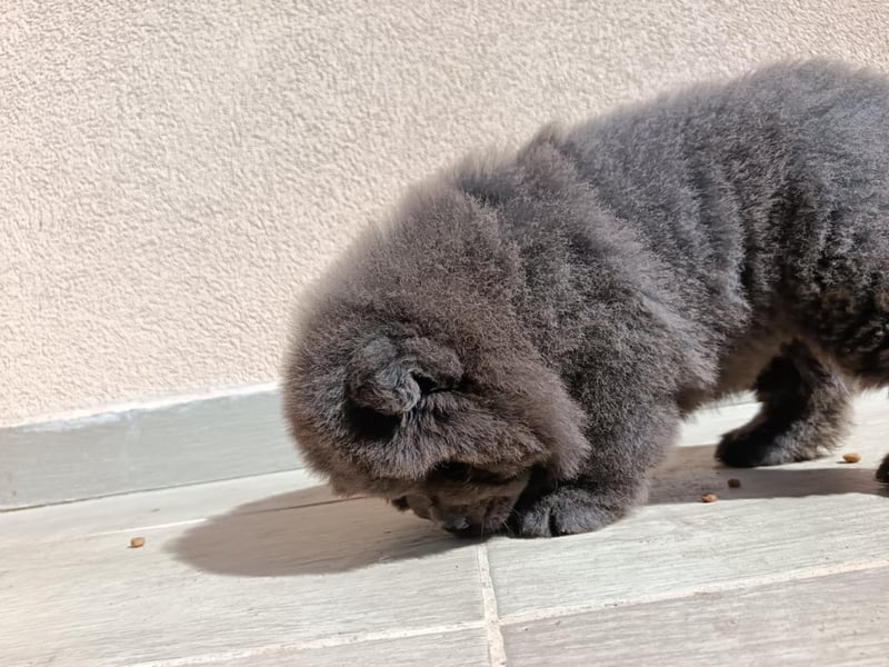 Chow chow puppy