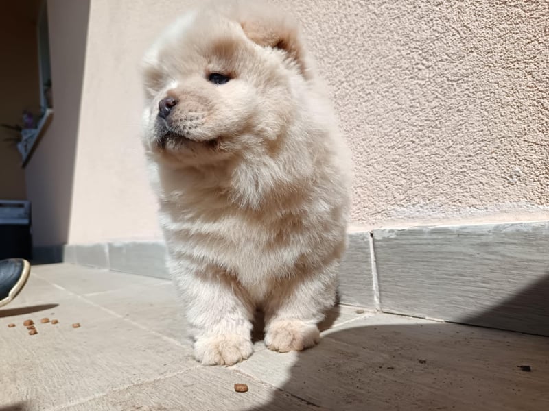 Chow chow puppy