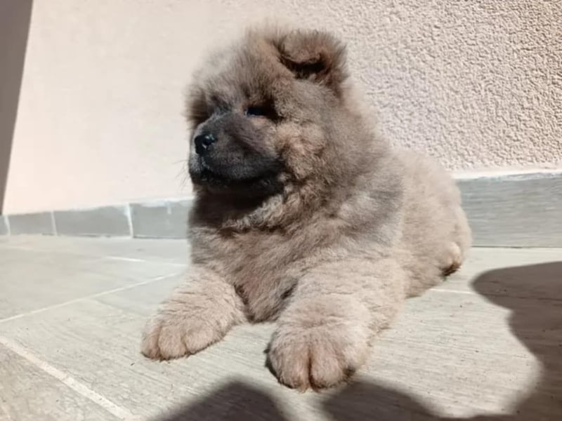 Chow chow puppy