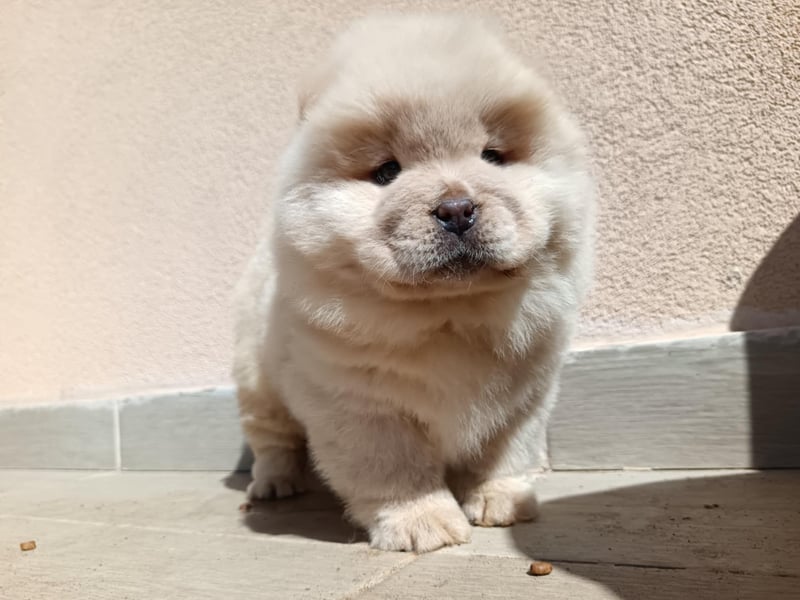 Chow chow puppy