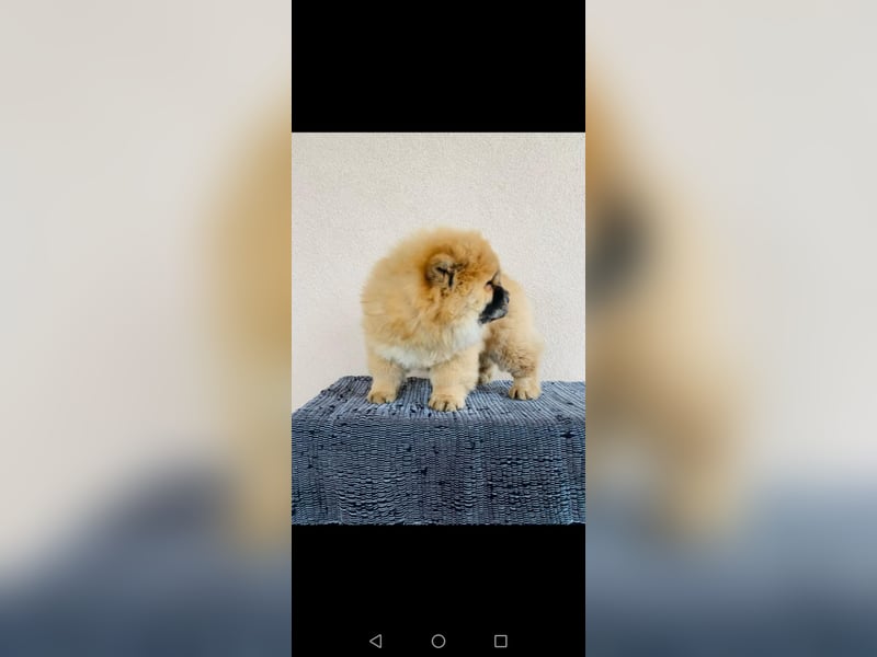 Chow chow puppy