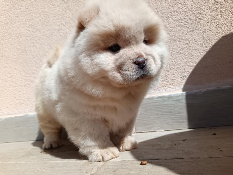 Chow chow puppy