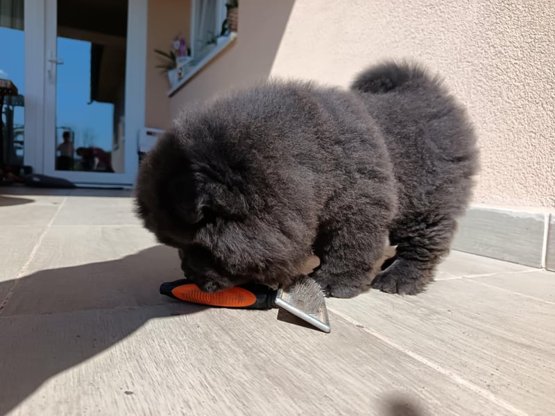 Chow chow puppy