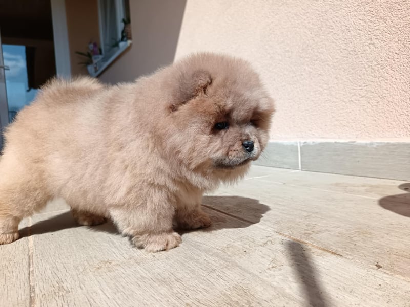 Chow chow puppy