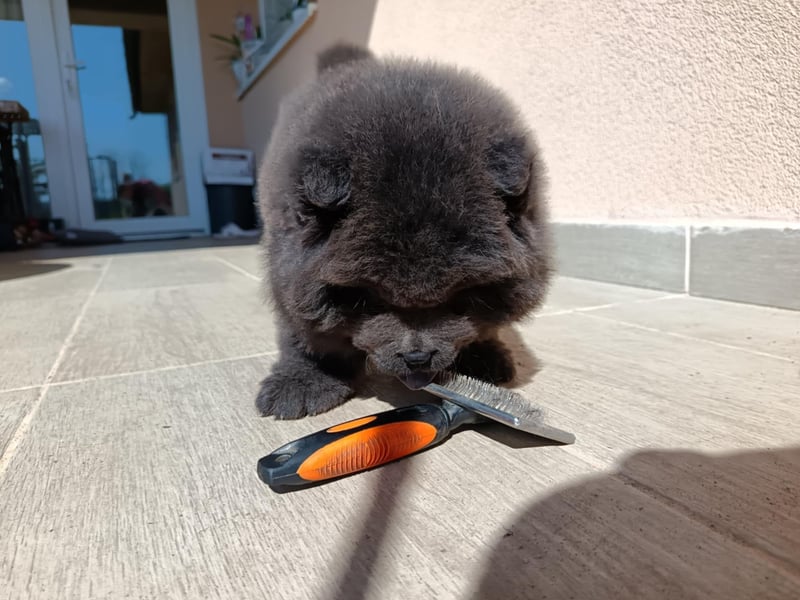 Chow chow puppy