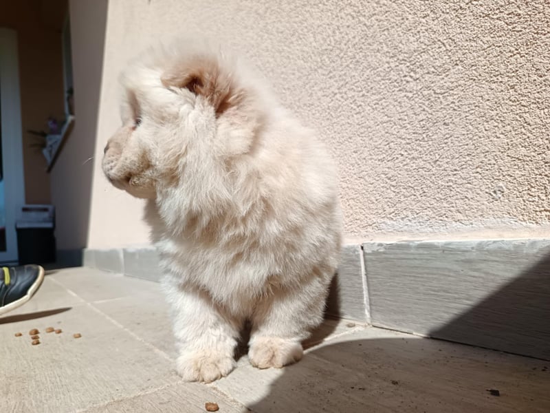 Chow chow puppy