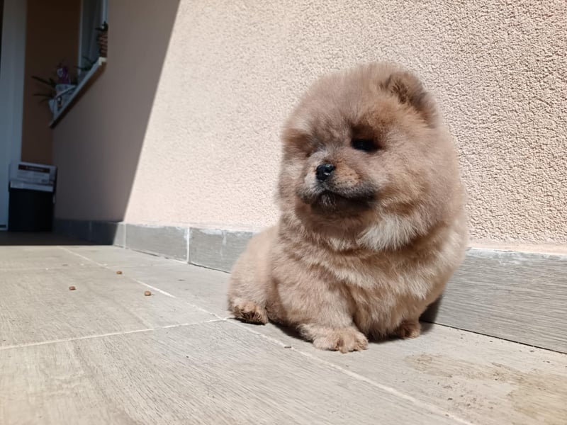 Chow chow puppy
