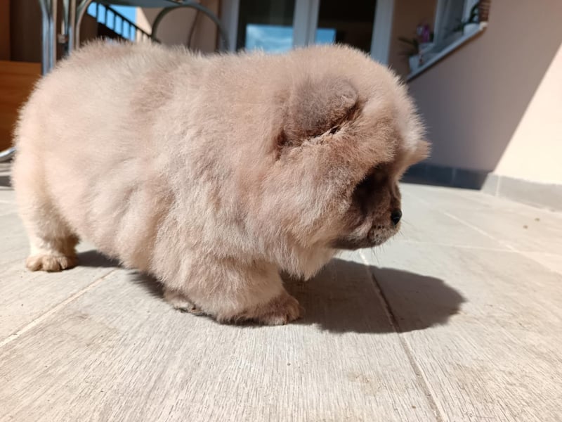 Chow chow puppy