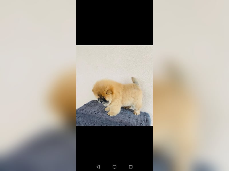 Chow chow puppy