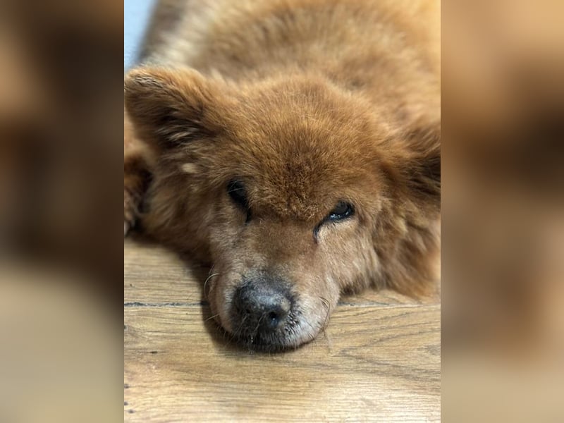 BADY - wer schenkt dem lieben Senior endlich Liebe, Fürsorge und einen schönen Lebensabend...?