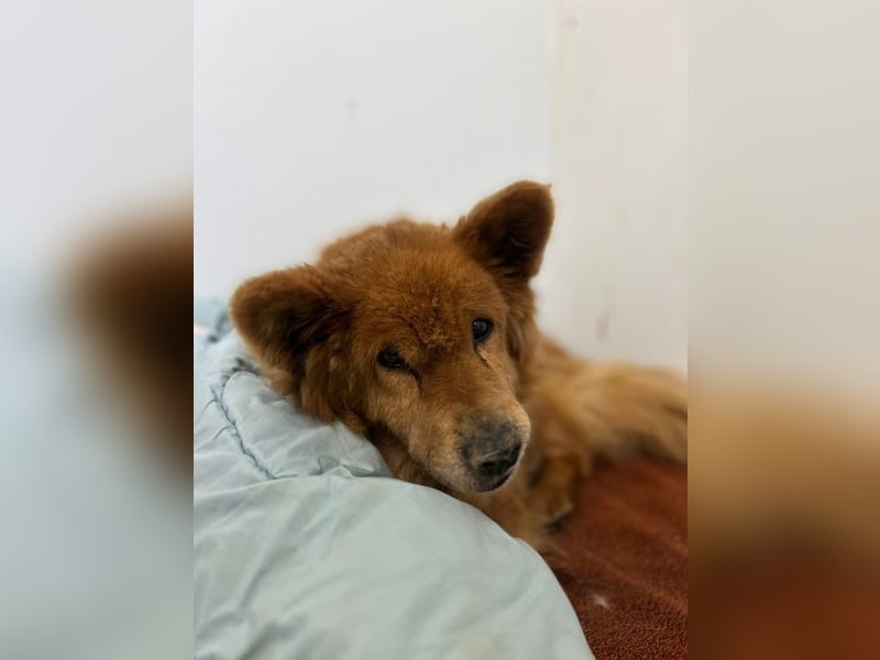 BADY - wer schenkt dem lieben Senior endlich Liebe, Fürsorge und einen schönen Lebensabend...?