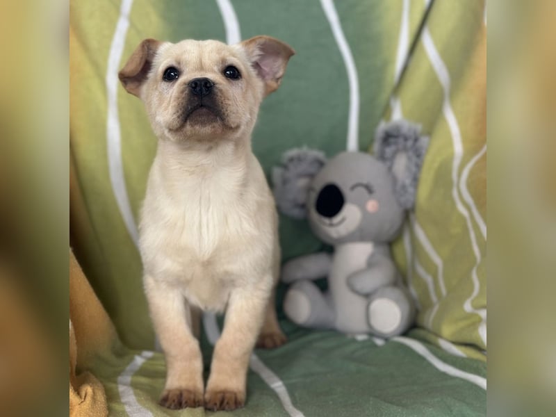 Frenky ein kleiner Sonnenschein