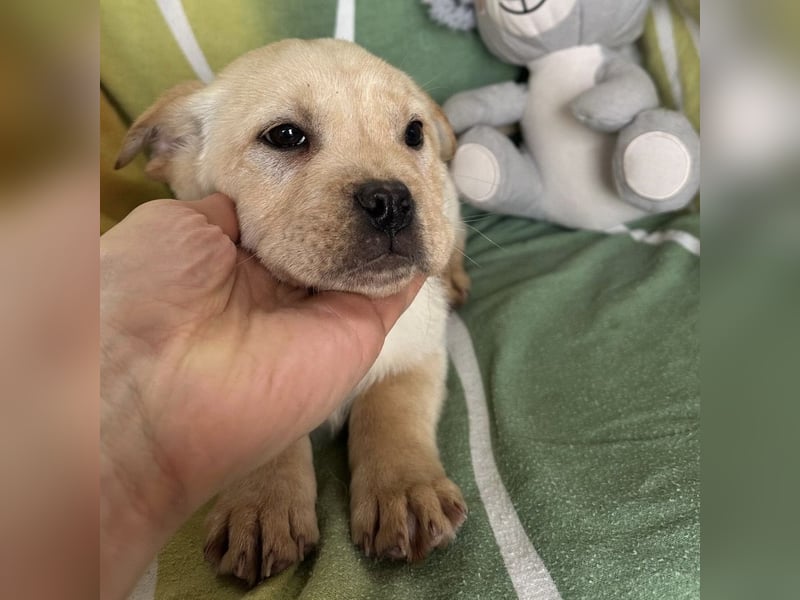 Frenky ein kleiner Sonnenschein