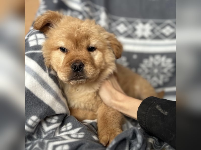 Lummy einer zum Knutschen