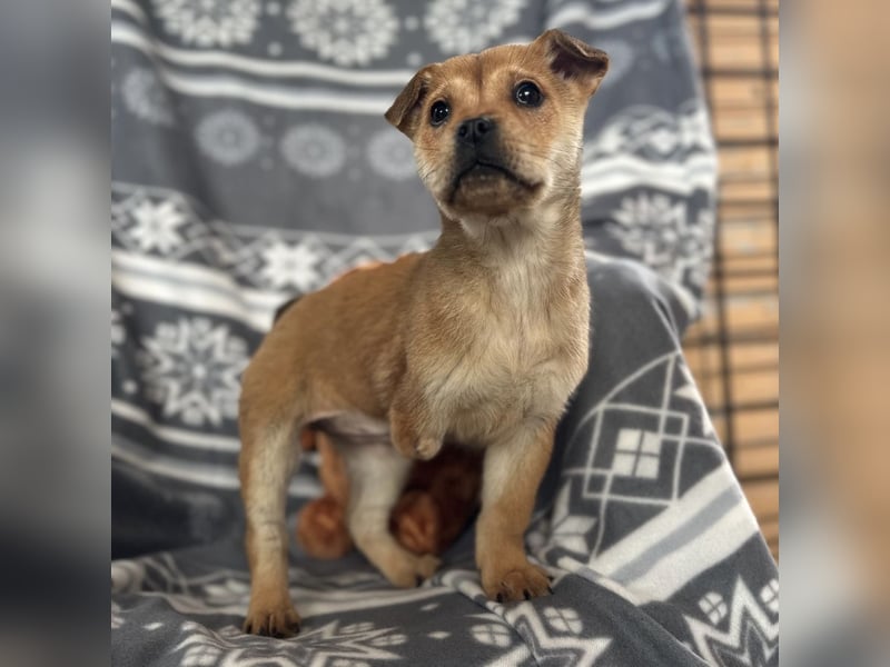 Elena ein Engelchen auf drei Pfoten