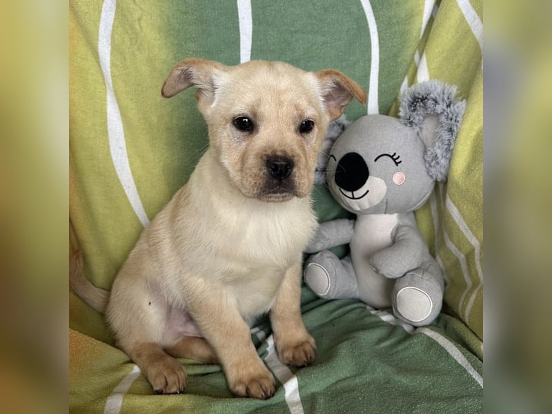 Frenky ein kleiner Sonnenschein