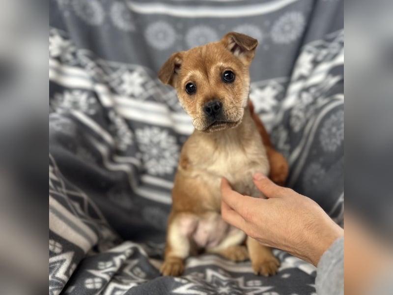 Elena ein Engelchen auf drei Pfoten