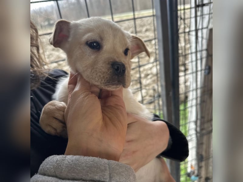 Frenky ein kleiner Sonnenschein