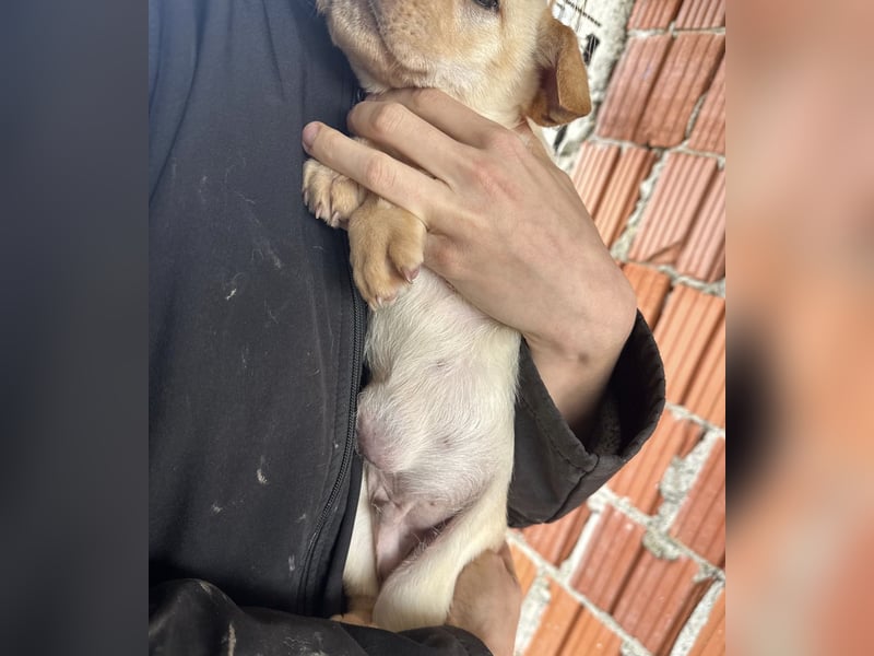 Frenky ein kleiner Sonnenschein