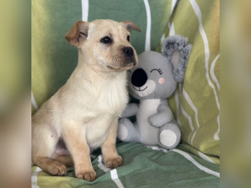 Frenky ein kleiner Sonnenschein