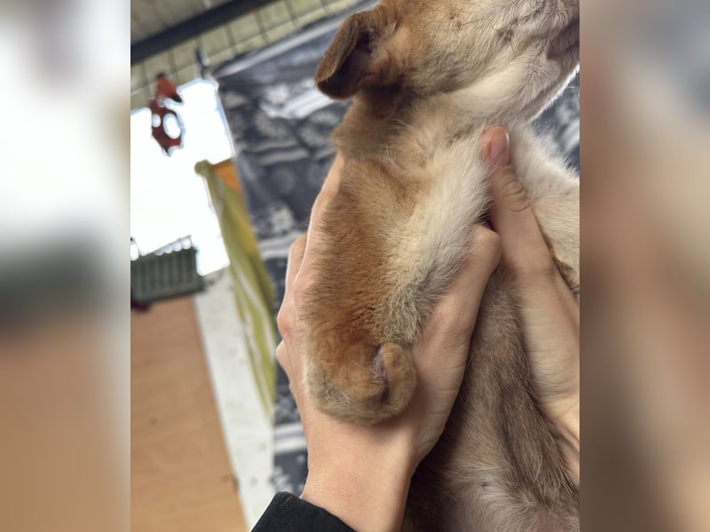 Elena ein Engelchen auf drei Pfoten