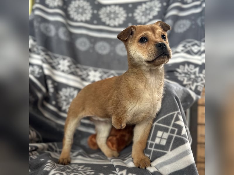 Elena ein Engelchen auf drei Pfoten