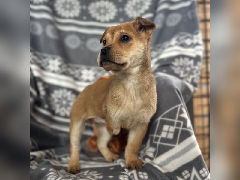 Elena ein Engelchen auf drei Pfoten