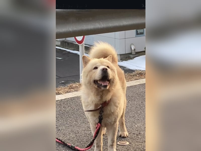 Chow chow mix zum verlieben ❤️