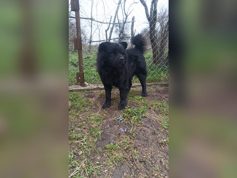 Shadow Tierschutzhund sucht ein Zuhause