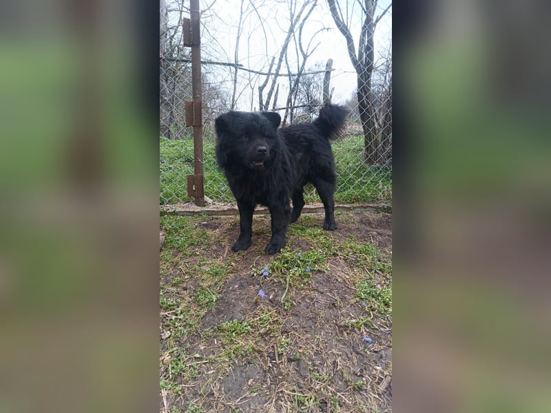 Shadow Tierschutzhund sucht ein Zuhause