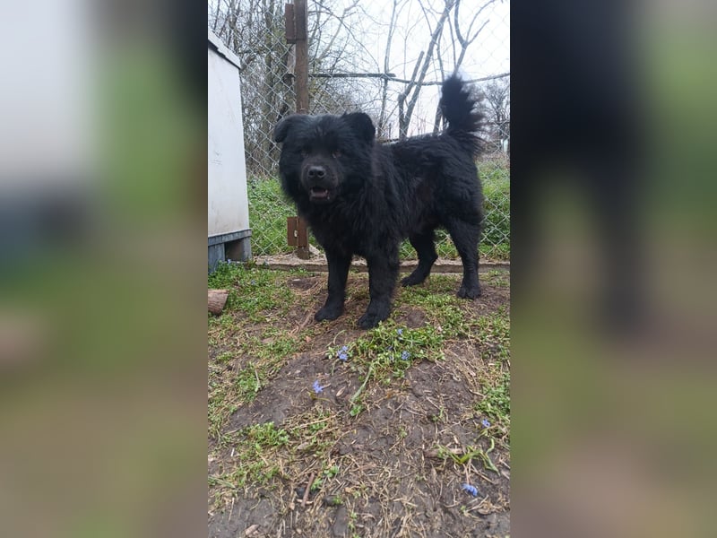 Shadow Tierschutzhund sucht ein Zuhause