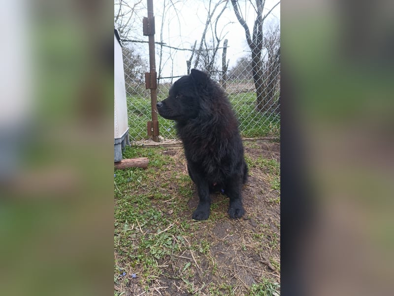 Shadow Tierschutzhund sucht ein Zuhause