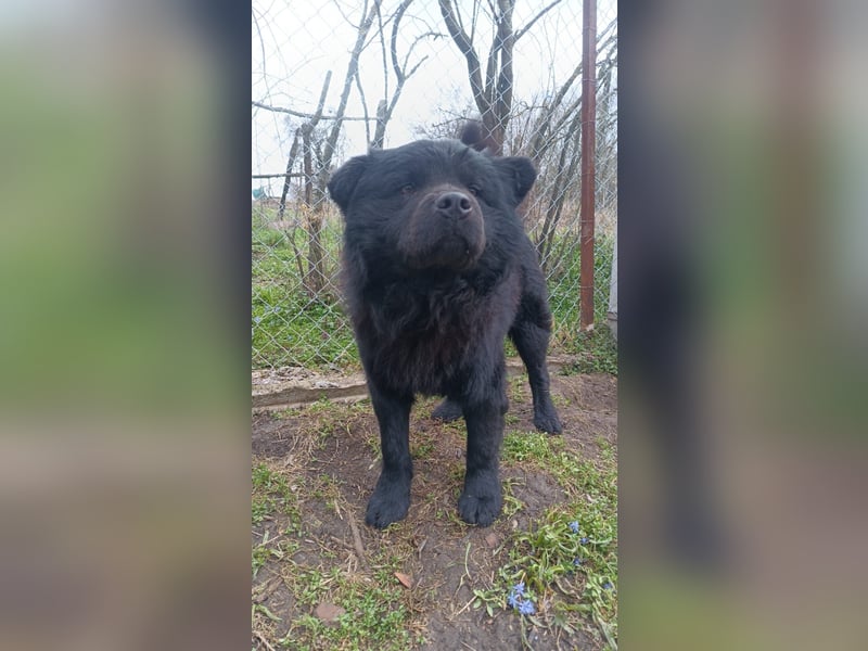 Shadow Tierschutzhund sucht ein Zuhause