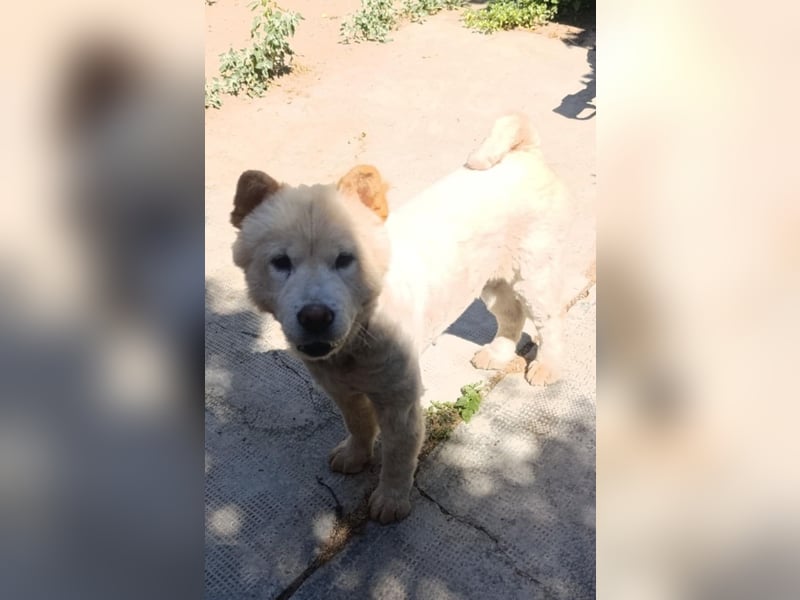 Chow-Chow Mädchen *Natascha* sucht das richtige Zuhause