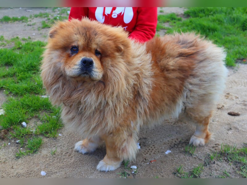 BOSCO ✴️ ein wunderschöner Chow Chow sucht ein Zuhause