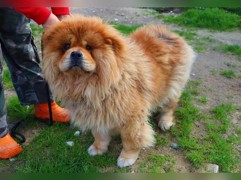 BOSCO ✴️ ein wunderschöner Chow Chow sucht ein Zuhause