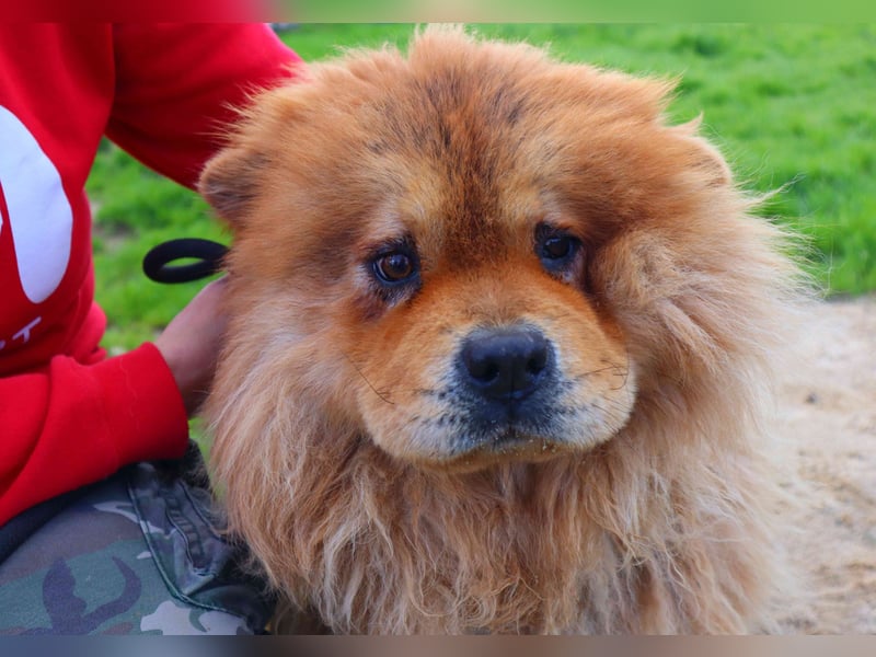 BOSCO ✴️ ein wunderschöner Chow Chow sucht ein Zuhause