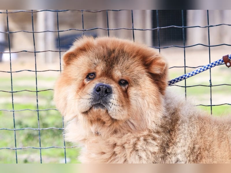 BOSCO ✴️ ein wunderschöner Chow Chow sucht ein Zuhause