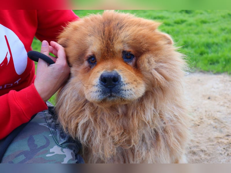 BOSCO ✴️ ein wunderschöner Chow Chow sucht ein Zuhause