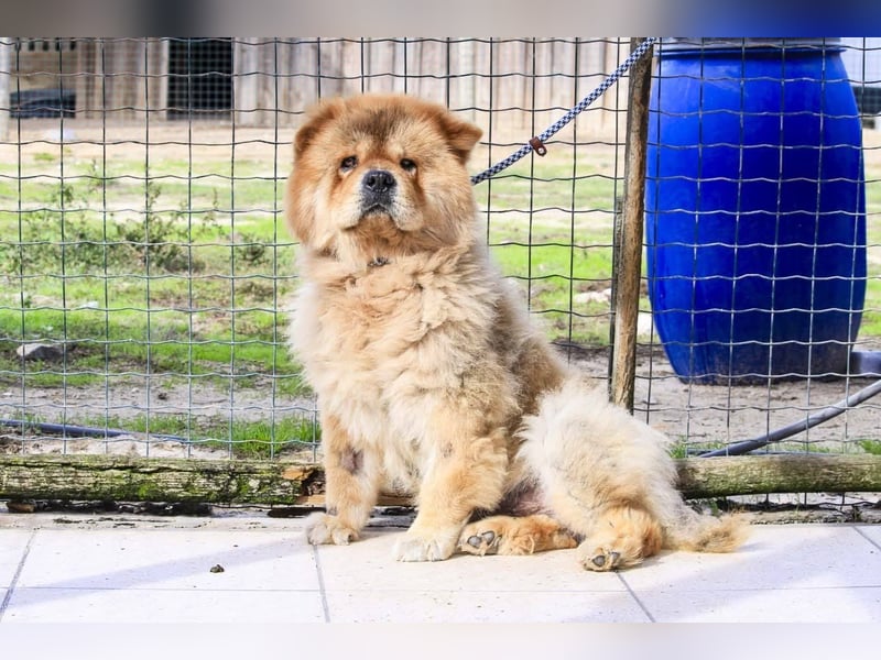BOSCO ✴️ ein wunderschöner Chow Chow sucht ein Zuhause
