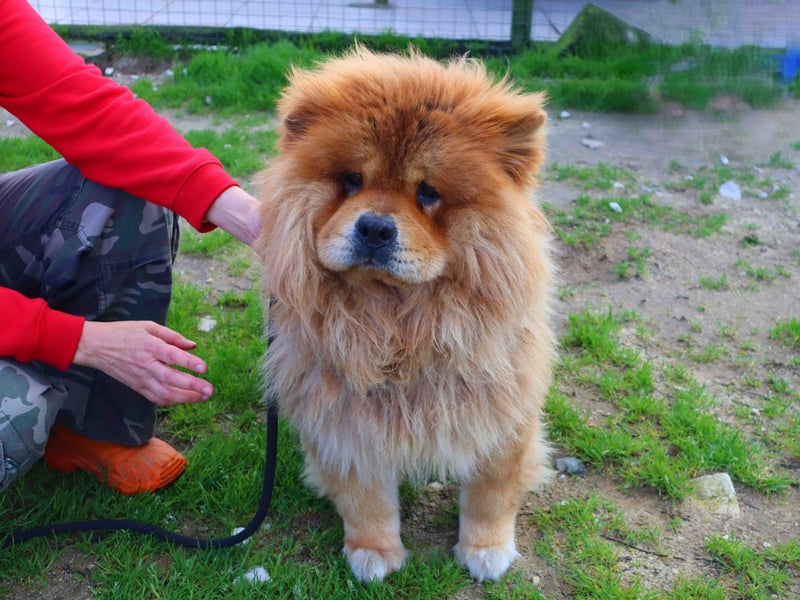BOSCO ✴️ ein wunderschöner Chow Chow sucht ein Zuhause