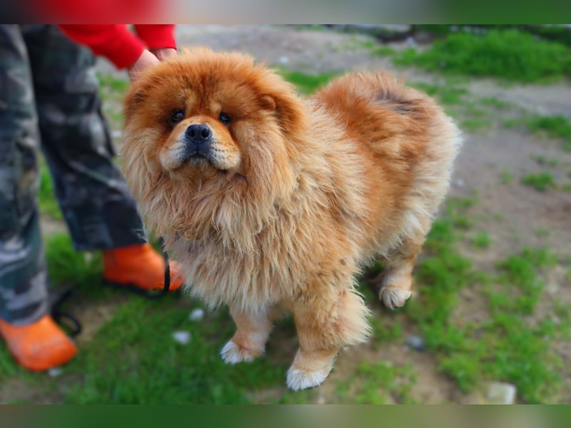 BOSCO ✴️ ein wunderschöner Chow Chow sucht ein Zuhause