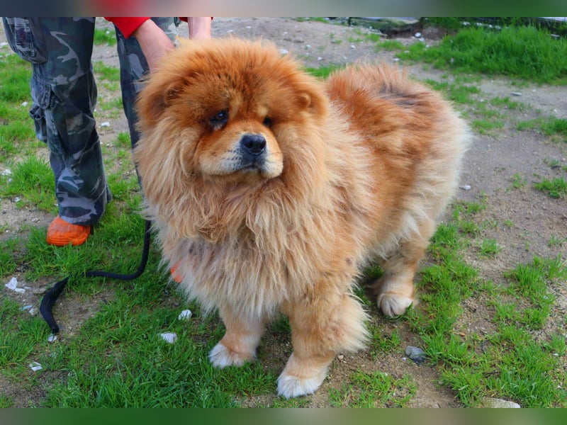 BOSCO ✴️ ein wunderschöner Chow Chow sucht ein Zuhause