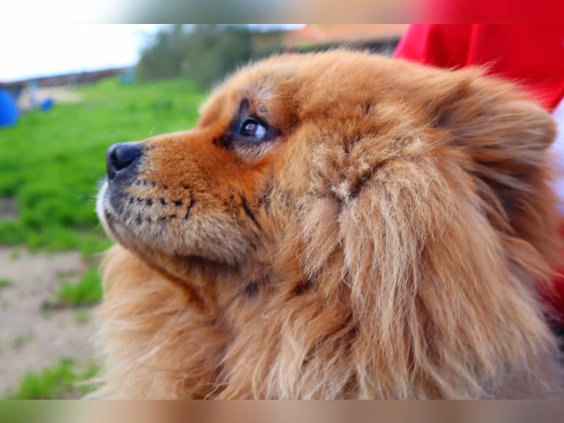 BOSCO ✴️ ein wunderschöner Chow Chow sucht ein Zuhause