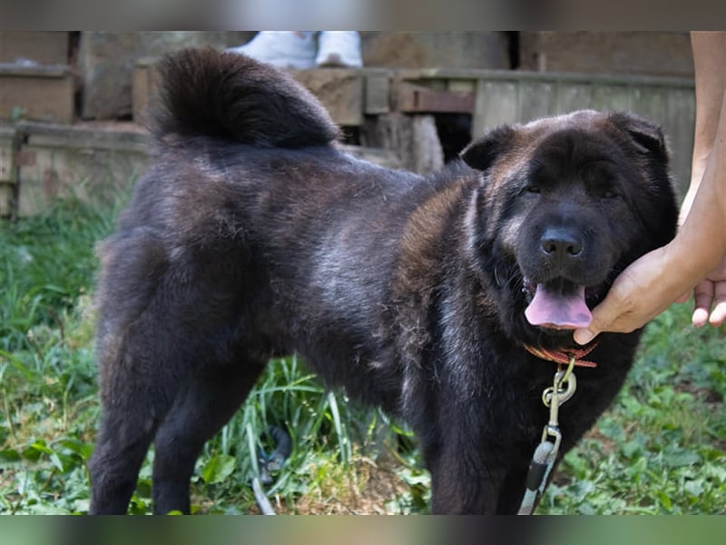 Moet freundlicher ,gemütlicher Chow-chow-Mix,ca 10 Jahre ,25 kg, sucht ein warmes Körbchen