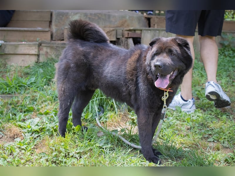 Moet freundlicher ,gemütlicher Chow-chow-Mix,ca 10 Jahre ,25 kg, sucht ein warmes Körbchen