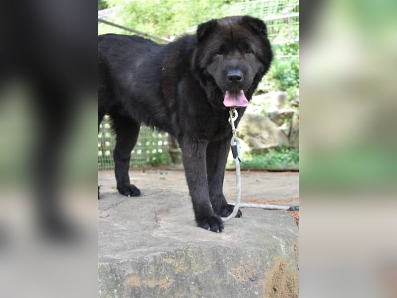 Moet freundlicher ,gemütlicher Chow-chow-Mix,ca 10 Jahre ,25 kg, sucht ein warmes Körbchen