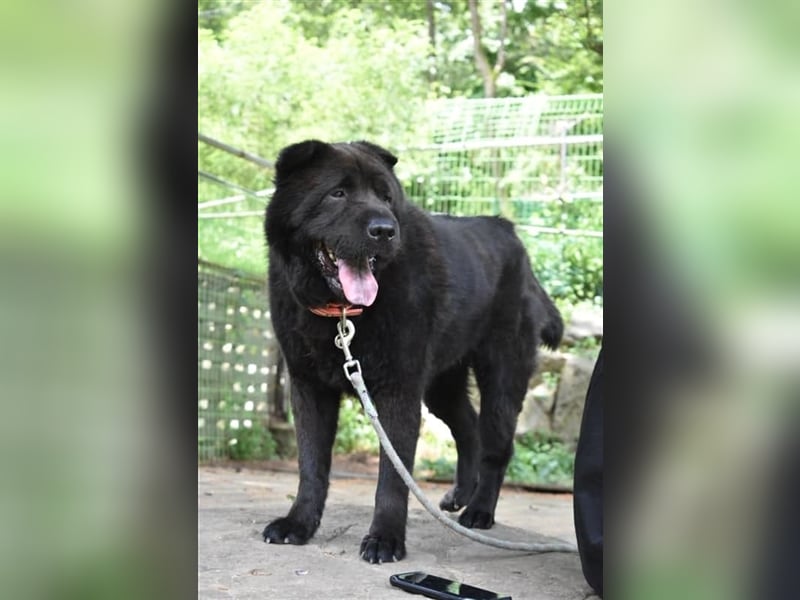 Moet freundlicher ,gemütlicher Chow-chow-Mix,ca 10 Jahre ,25 kg, sucht ein warmes Körbchen
