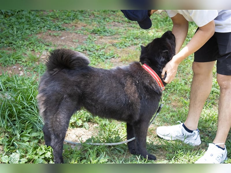 Moet freundlicher ,gemütlicher Chow-chow-Mix,ca 10 Jahre ,25 kg, sucht ein warmes Körbchen